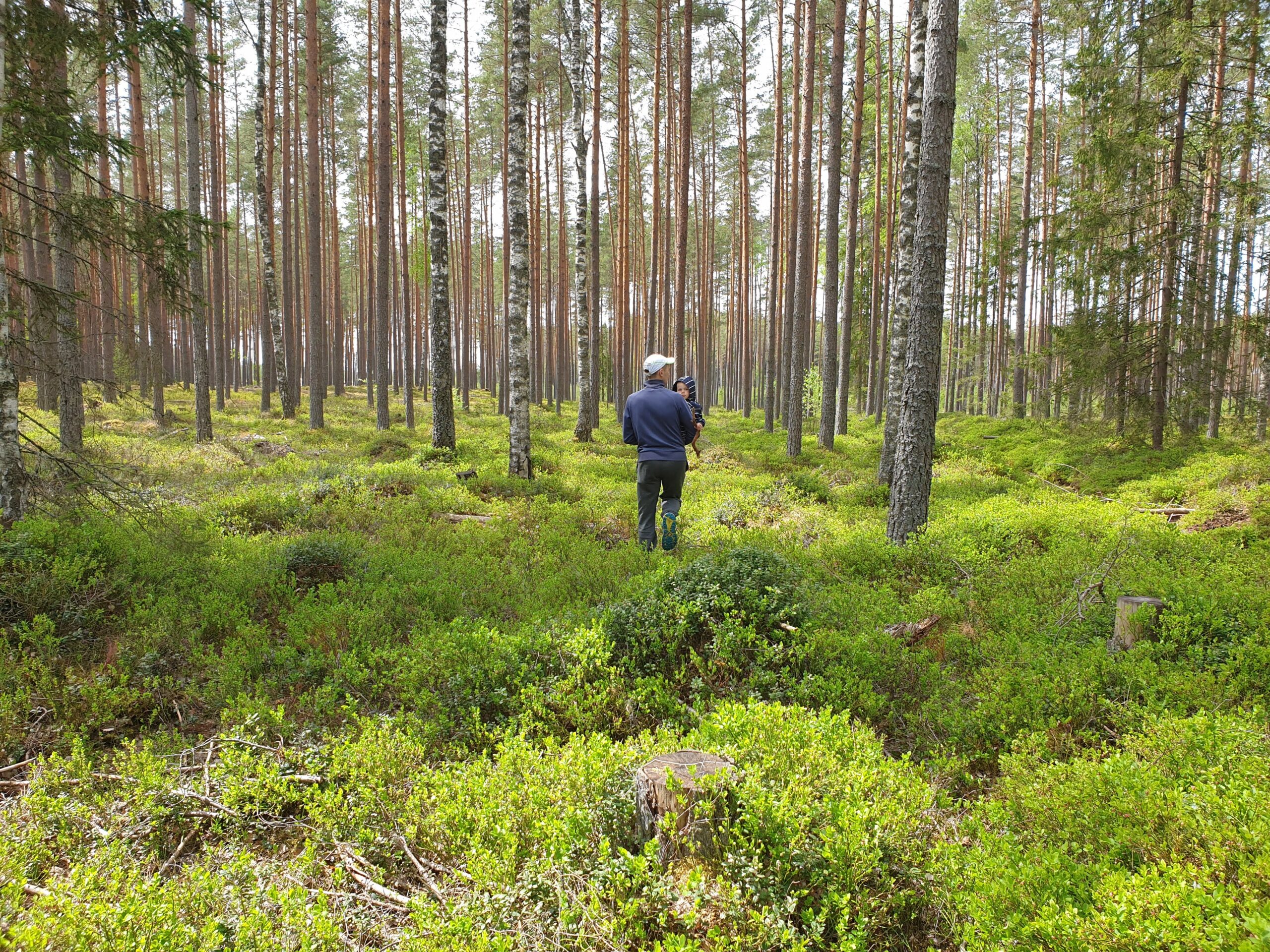 Mets. Ta on elav, kasvav ja hingav. Ta on keegi, kes on meiega koos kulgenud aastatuhandeid, pakkudes varju, toitu ja hingerahu. Kui me räägime metsast, siis me