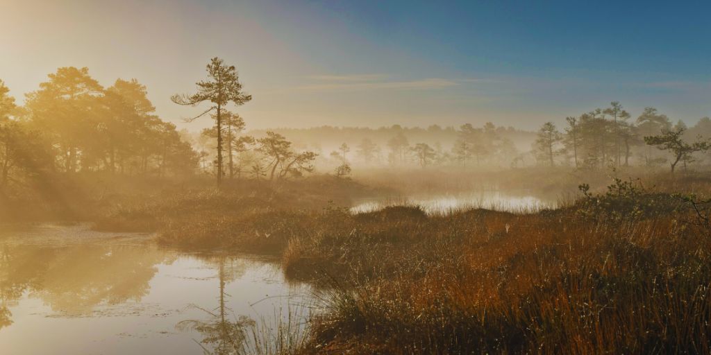 Looduse taastamise määrus on oluline kokkulepe, mis pakub märkimisväärset võimalust peatada ja pöörata ümber bioloogilise mitmekesisuse kadu Euroopas. Poolteist
